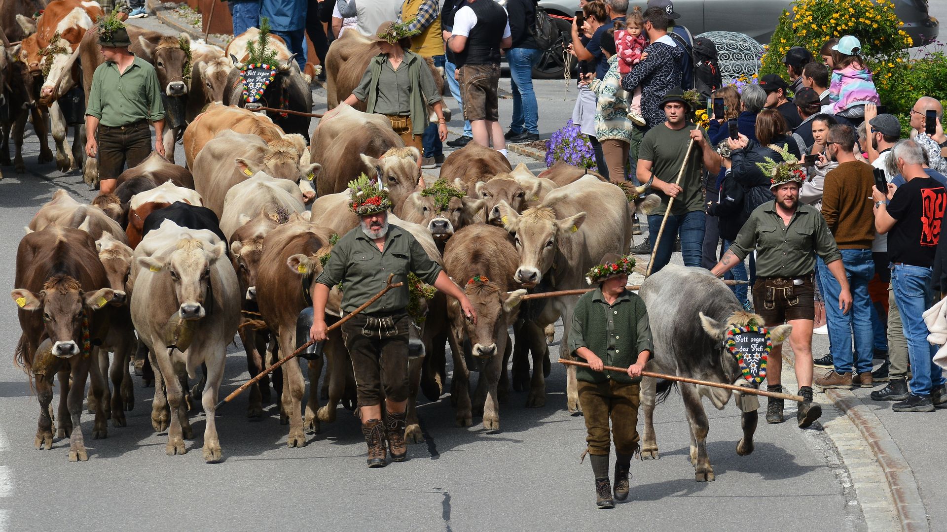 Alpine cattle drive (1/7)