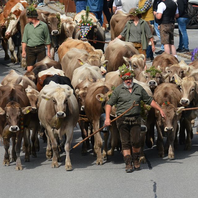 Alpine cattle drive