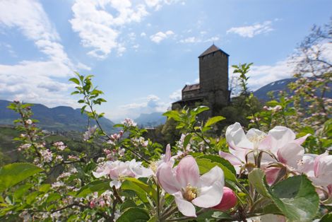 Die erste Frühlingsblüte – 4 Tage genießen, 3 bezahlen