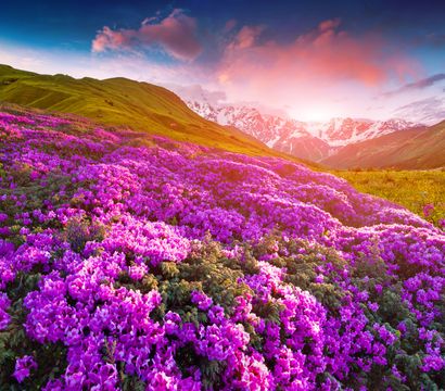 Luxury Hideaway & Spa Retreat Alpenpalace: Alpine roses & mountain pastures