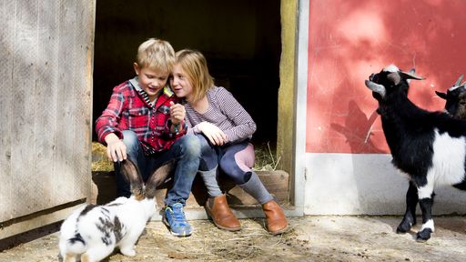 Kinder haben tierischen Spaß im Streichelzoo.