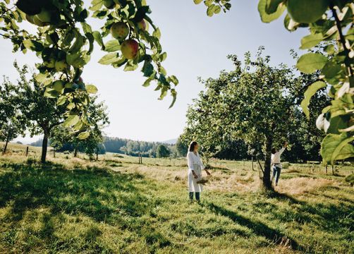 Biohotel Pausnhof: Apfel-Ernte - Biohotel Pausnhof, St. Oswald, Bayerischer Wald, Bayern, Deutschland