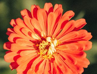 Top Angebot: MENTAL DETOX RETREAT - Biorefugium theiner's garten