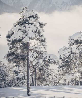Angebot: Neujahrstage - Biohotel Schweitzer