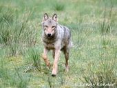 Die Wolfswoche mit dem Wolfskenner| 7 Übernachtungen