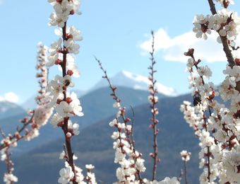 Biohotel Panorama Mals Südtirol Frühlings Urlaub