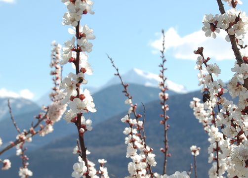Biohotel Panorama Mals Südtirol Frühlings Urlaub - Biohotel Panorama
