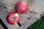 Gesundheits- und Ernährungsberatung