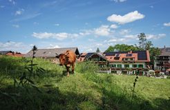 Biohotel moor&mehr: Hideaway im Grünen. Unsere Murnau Werdenfelser Bio-Ochsen grüßen schon am Morgen. - moor&mehr Bio-Kurhotel, Bad Kohlgrub, Alpenvorland, Bayern, Deutschland