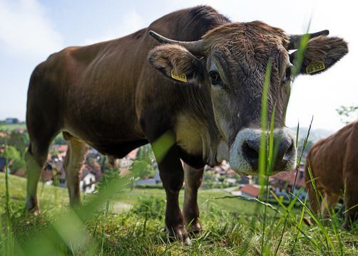 moor&mehr Bio-Kurhotel, Bad Kohlgrub, Alpenvorland, Bavaria, Germany (16/60)