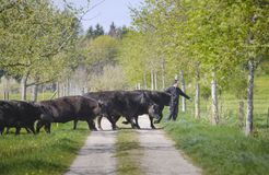 Biohotel Mohren: Rinder auf der Landwirtschaft - Biohotel Mohren , Deggenhausertal-Limpach, Bodensee Hinterland, Baden-Württemberg, Deutschland