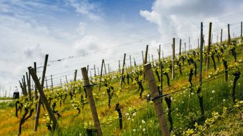VineyardSummits
