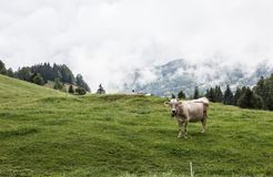 Biohotel Schwanen: Kühe in Bizau - Biohotel Schwanen, Bizau, Vorarlberg, Österreich