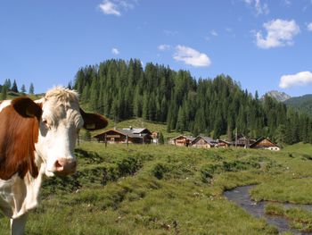 Untertiefenbachhütte - Salzburg - Österreich