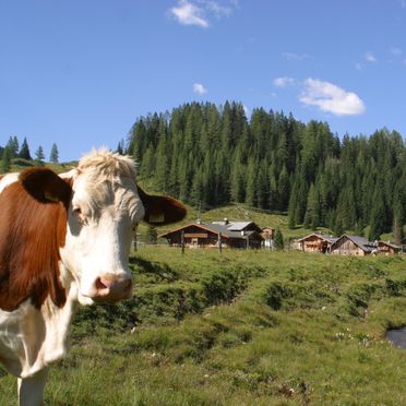 Sommer, Untertiefenbachhütte, Obertauern, Salzburg, Salzburg, Österreich