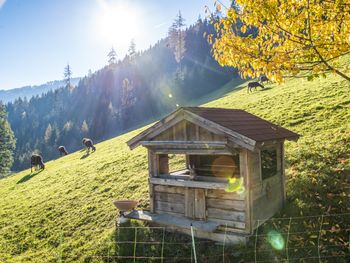 Ahornhütte - Steiermark - Österreich