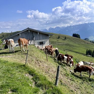 Sommer, Lockner Hütte, Rettenschöß, Tirol, Tirol, Österreich