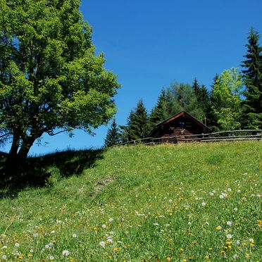 Summer, Karblickhütte, Bucheben, Salzburg, Salzburg, Austria