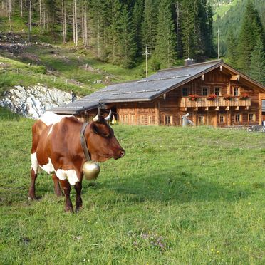 Almsommer, Tiefenbachalm, Obertauern, Salzburg, Salzburg, Österreich