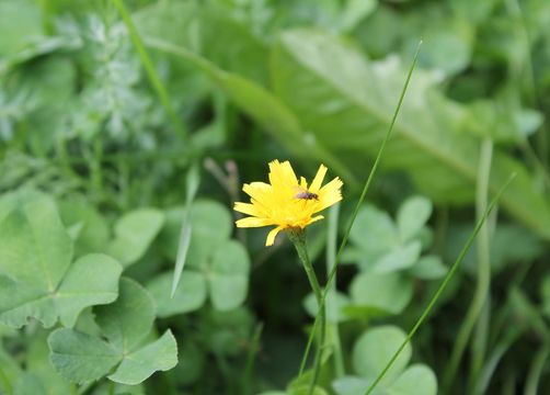 Early Summer in the Biohotel  - Biohotel Stillebach