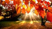 Goldener Herbst