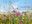 Sommerfrische