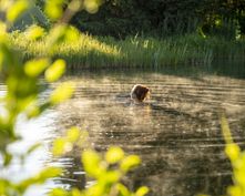 Biohotel Tiefleiten: Steg zum Naturschwimmteich - BioLandgut Tiefleiten , Breitenberg, Bayerischer Wald, Bayern, Deutschland