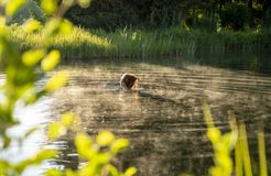 Biohotel Tiefleiten: Steg zum Naturschwimmteich - BioLandgut Tiefleiten , Breitenberg, Bayerischer Wald, Bayern, Deutschland