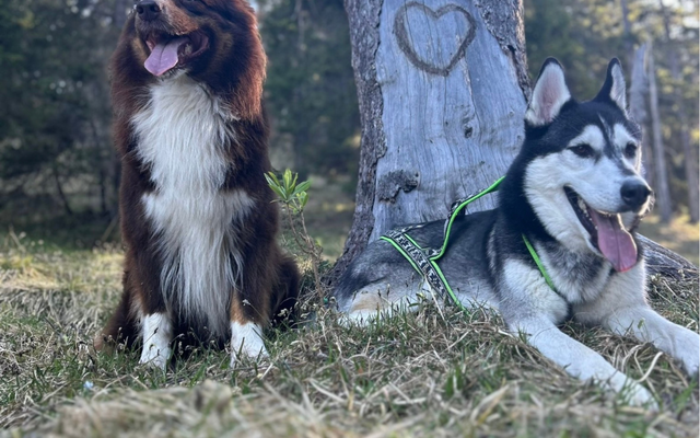 Active days with your dog 2/9