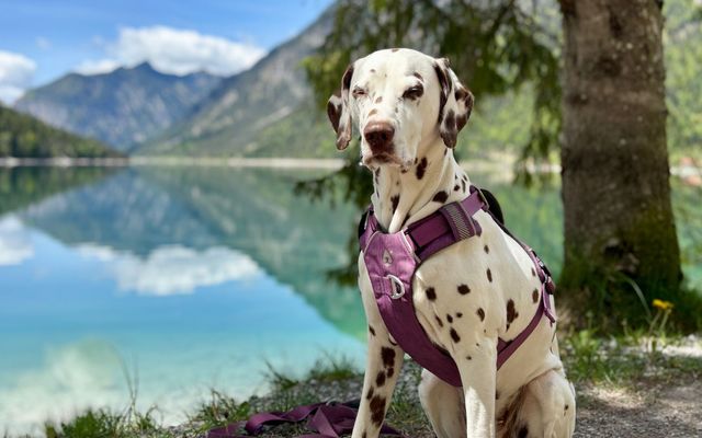 Aktivurlaub mit Hund 1/12