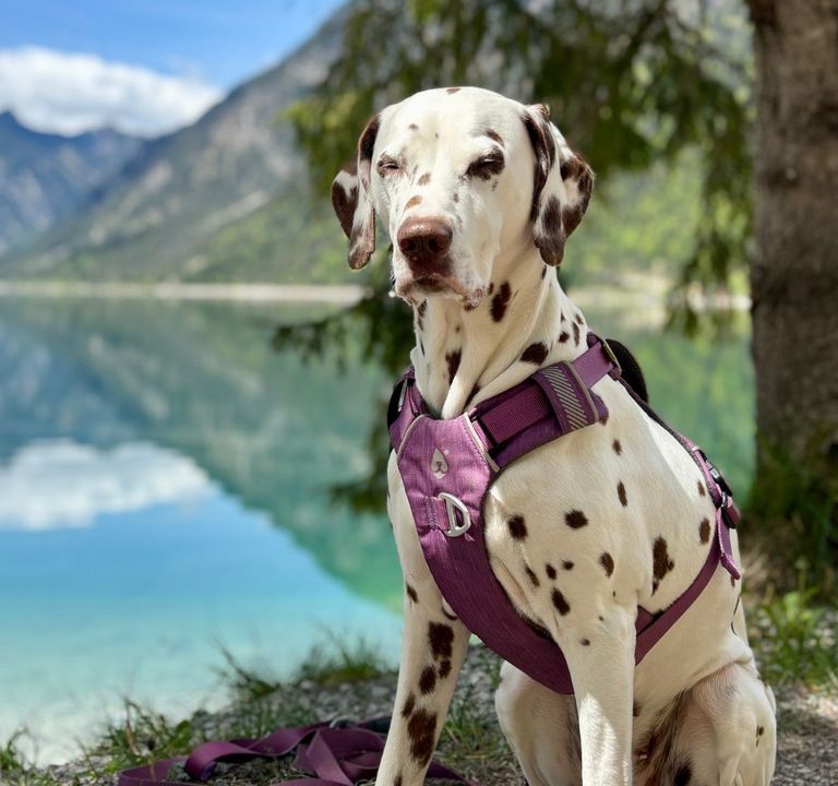 : Aktivurlaub mit Hund