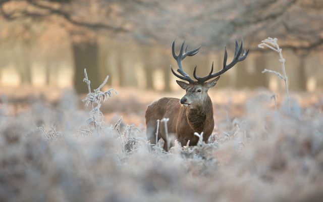 Animal track hike 1/18