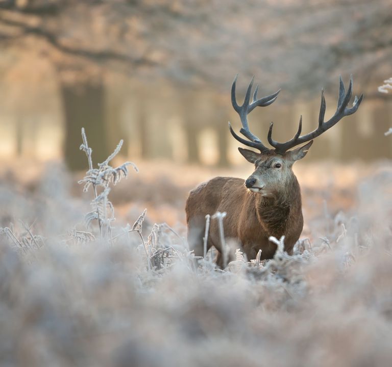 : Wandeling met dierensporen