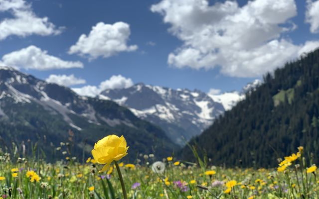 Nature watch - when the lady slippers (Orchid) bloom 6/13
