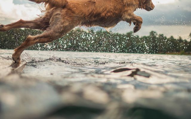 Active days with your dog 4/9