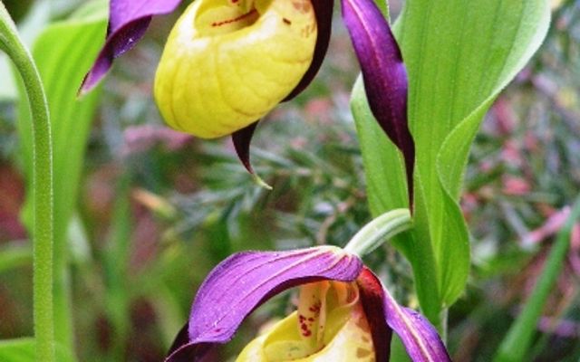 Nature watch - when the lady slippers (Orchid) bloom 1/13
