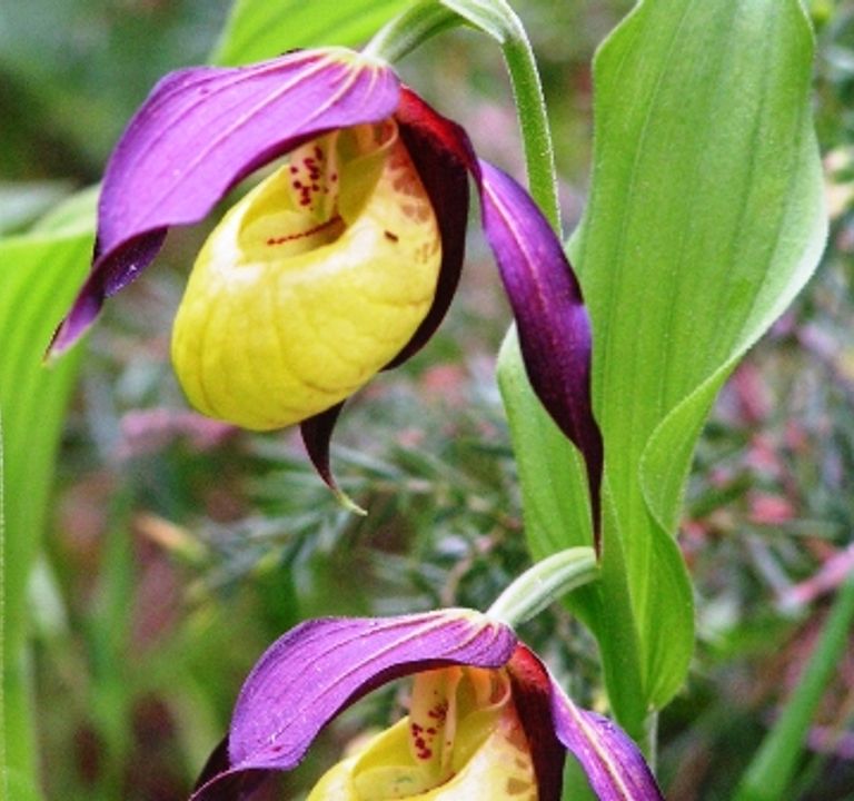 : Nature watch - wenn die Frauenschuhe blühen