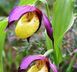 : Nature watch - when the lady slippers (Orchid) bloom