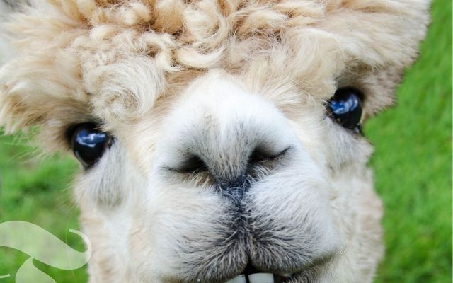 No Drama Lama...?! 1/14