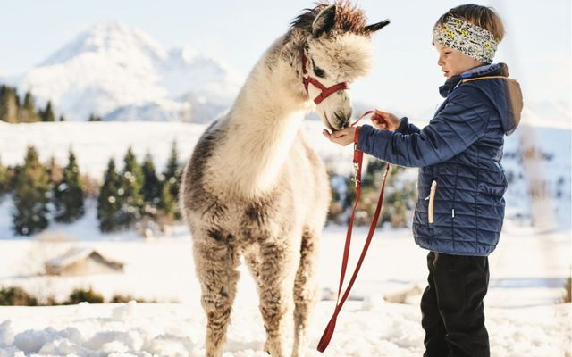 No Drama Lama...?! 1/14