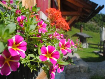 Loimoarhütte - Salzburg - Österreich