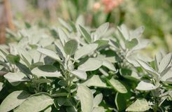 Biohotel Gut Nisdorf: Kräuter und Gemüse aus dem eigenen Garten - Gut Nisdorf , Nisdorf, Ostsee, Mecklenburg-Vorpommern, Deutschland
