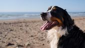 Hundepauschale