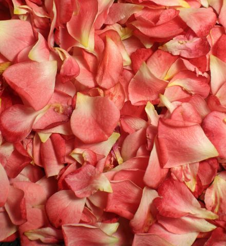 Rosenblätter - Mawell Resort