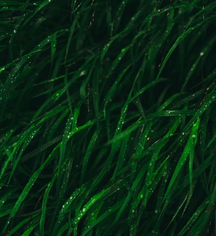 Körperpackung Meeresalge in der Schwebeliege - Mawell Resort