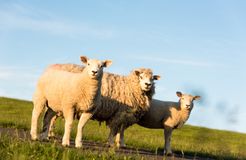 Biohotel Haus am Watt: Sheep on the dyke - Haus am Watt, Heringsand, Nordsee, Schleswig-Holstein, Germany