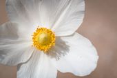 Lymphdrainage 60 Minuten