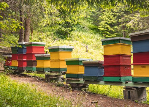 Pirker's Natur & Bio Familienhotel: Bienenstöcke - Pirker's Natur- & Bio Familienhotel, Malta, Katschberg Lieser-Maltatal, Kärnten, Österreich