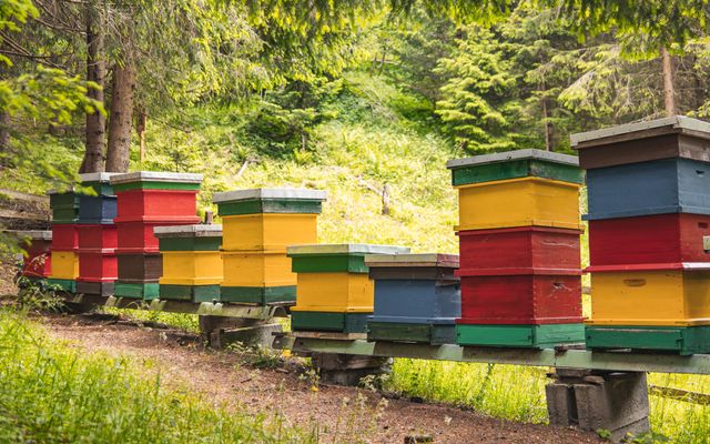 Pirker's Natur & Bio Familienhotel: Bienenstöcke