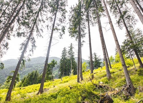 Pirker's Natur- & Bio Familienhotel, Malta, Katschberg Lieser-Maltatal, Carinthia , Austria (25/46)